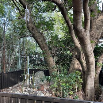 浅間ノ神🙏
この立派な木は、御神木でした🙏