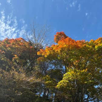 紅葉と空