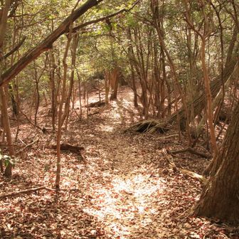 最後の登りだと思ったけど少し降っているということは真福寺山⛰️には少し登り返しがあるみたいだな😮‍💨