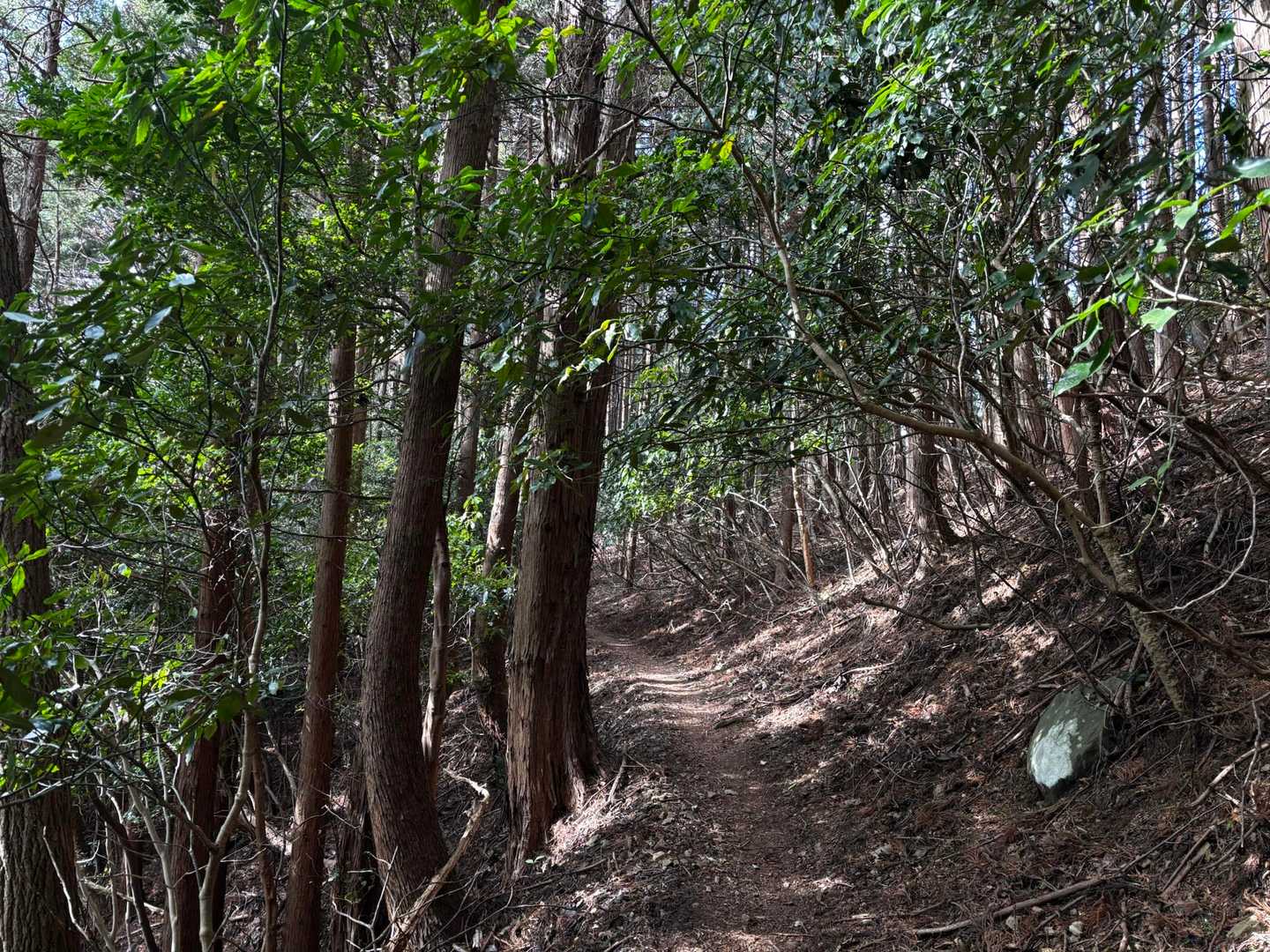 発端丈山へ〜木漏れ日が心地よい登山道
幸せ😊