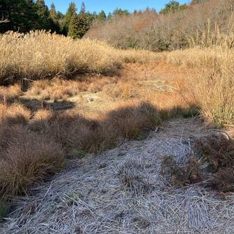 水はないけど池の雰囲気はあります。