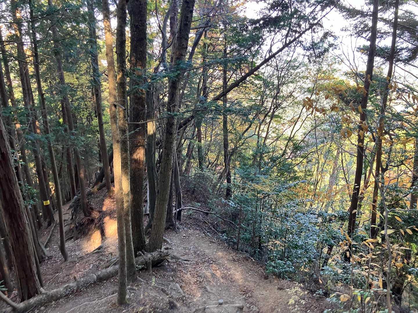 帰りは きゅうざかの道で

名前のまんま急傾斜の連続
段差も大きいし こっちからは登りたくない