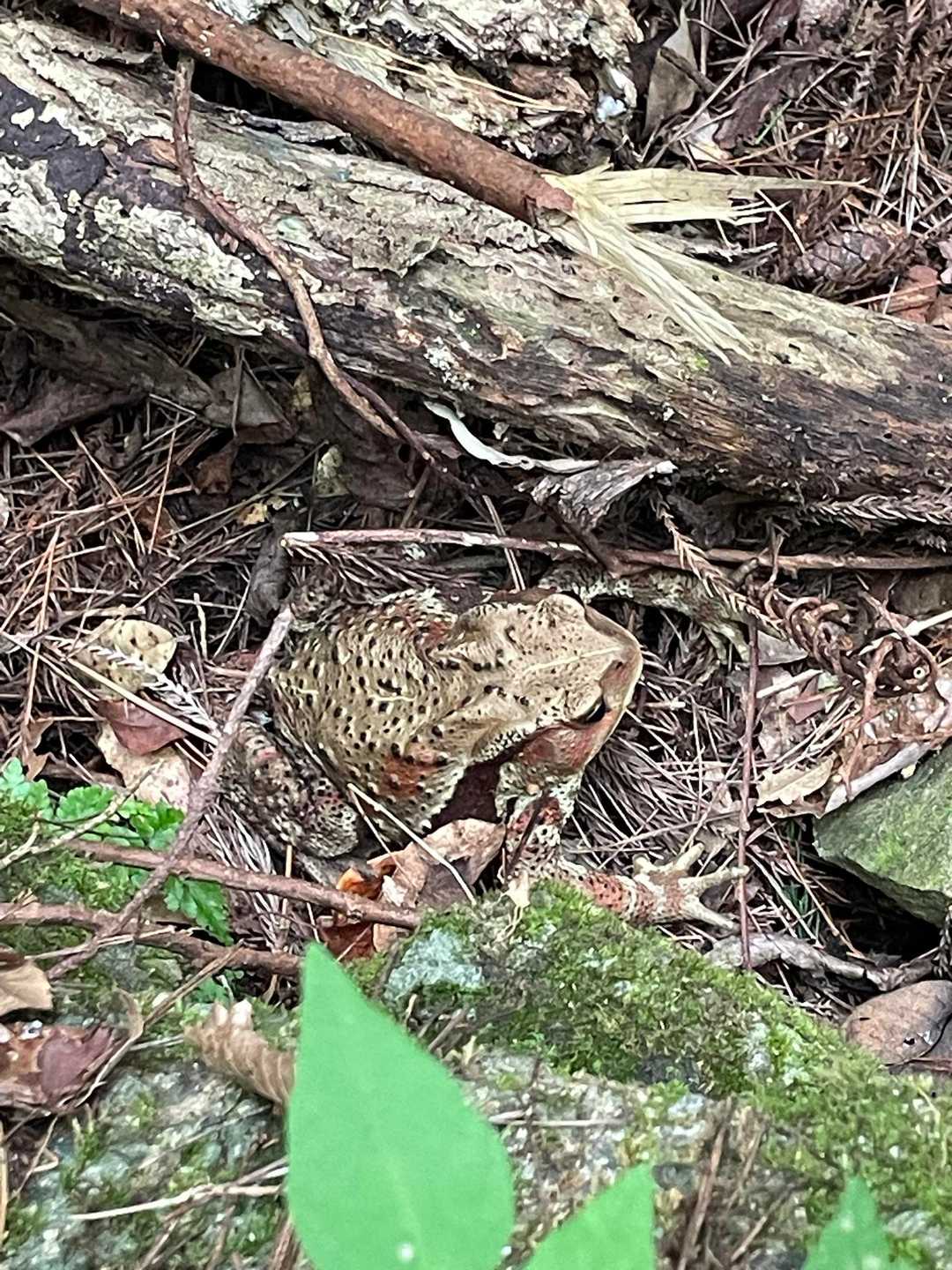 蕎原バス停-枇杷平-葛城山 縦走コースの写真