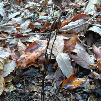 ムヨウラン花後
メンバーがみつけました