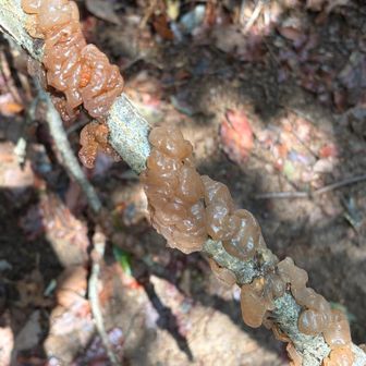 スライムが　あらわれた！

　　こうげき
　　にげる
　　ぼうぎょ
▶️ もちかえる

なんか食べれるらしいの
ほんとにほんと(› ´ｪ`‹)？