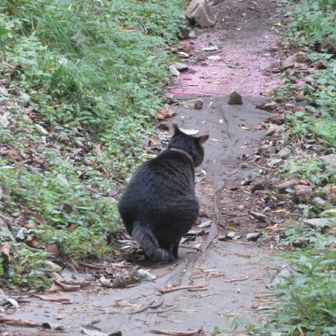 ヤギさんと別れた後は、猫さんに会いました🐈‍⬛。💩中💦