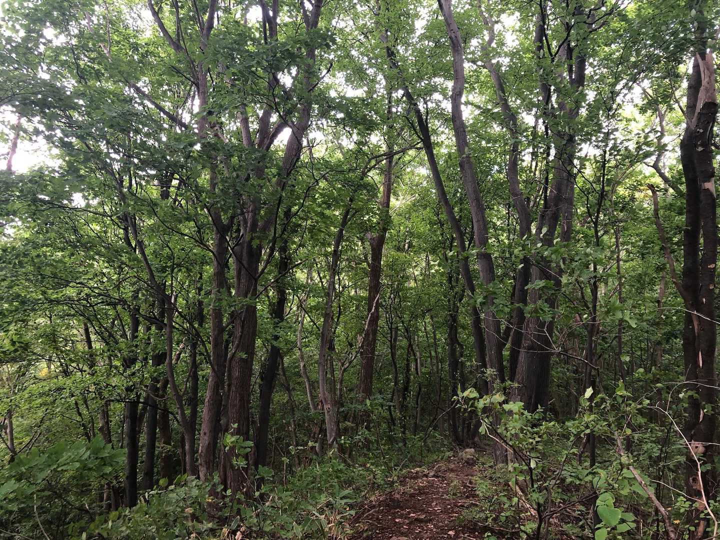 登山口の北側

ここは緑いっぱい🌲
マイナスイオンたっぷり。

秋がチラついてきた三角山でした。
ありがとうございました！