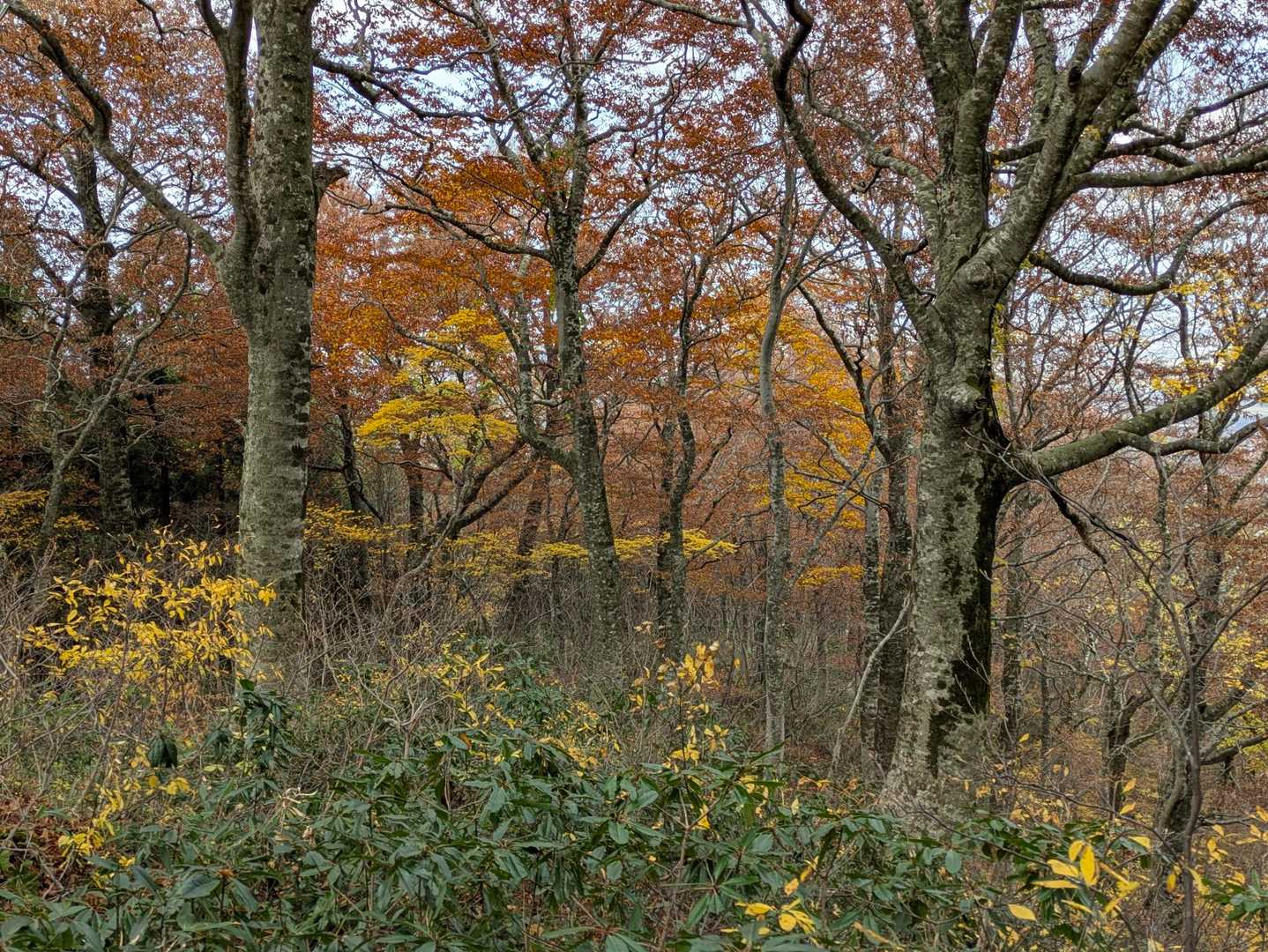 大蔵山尾根の下部は🍁が綺麗