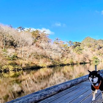 
🐶大正池じゃやなかった穂高湖前の桟橋で