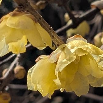 駐車場の近くにロウバイが咲いてました🎊ロウバイの甘い香りは良いですね✌️