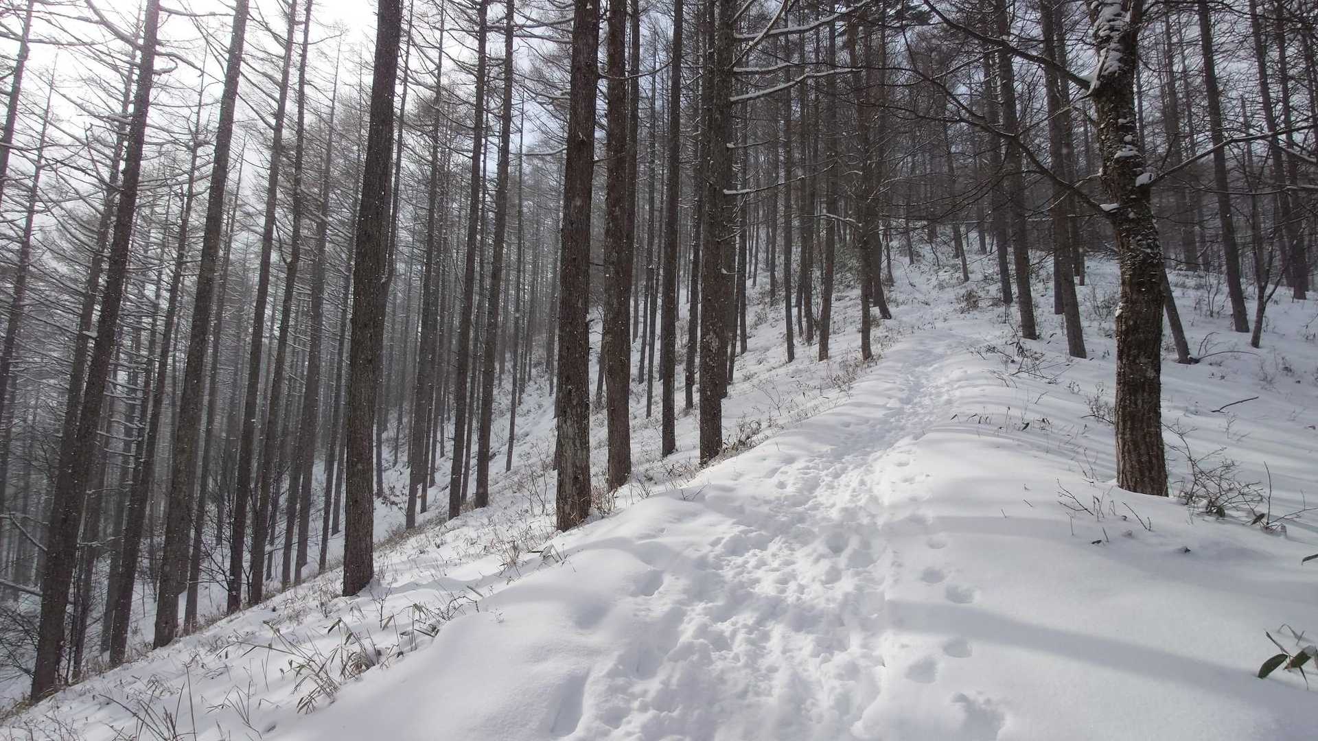守屋山 | 八ヶ岳やアルプスを望む南アルプス最北端の展望峰は、諏訪大社の御神体山の写真