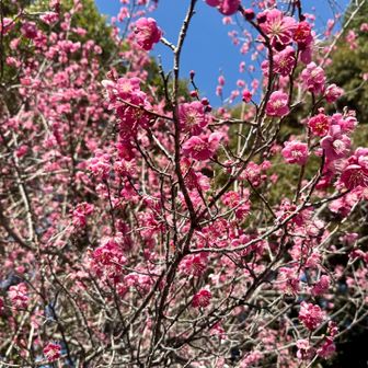 あったかく梅がもー咲いてる