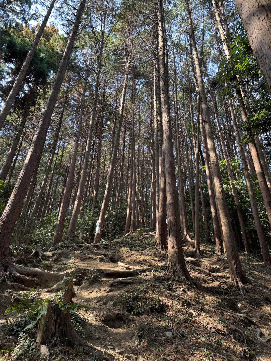 木の根っこゾーン🪾