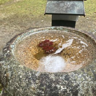 白いの、氷です🧊