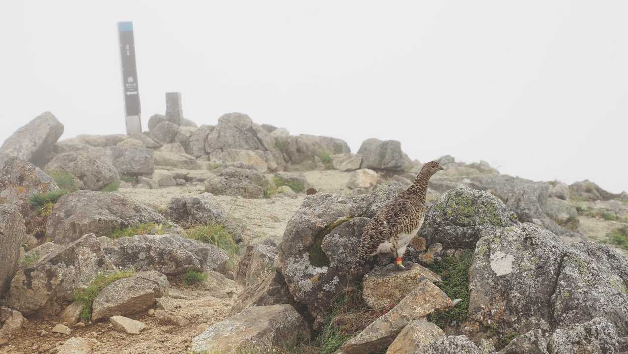 中央アルプス縦走（木曽駒ヶ岳〜空木岳） の写真 18