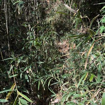 割と笹が茂っていた。