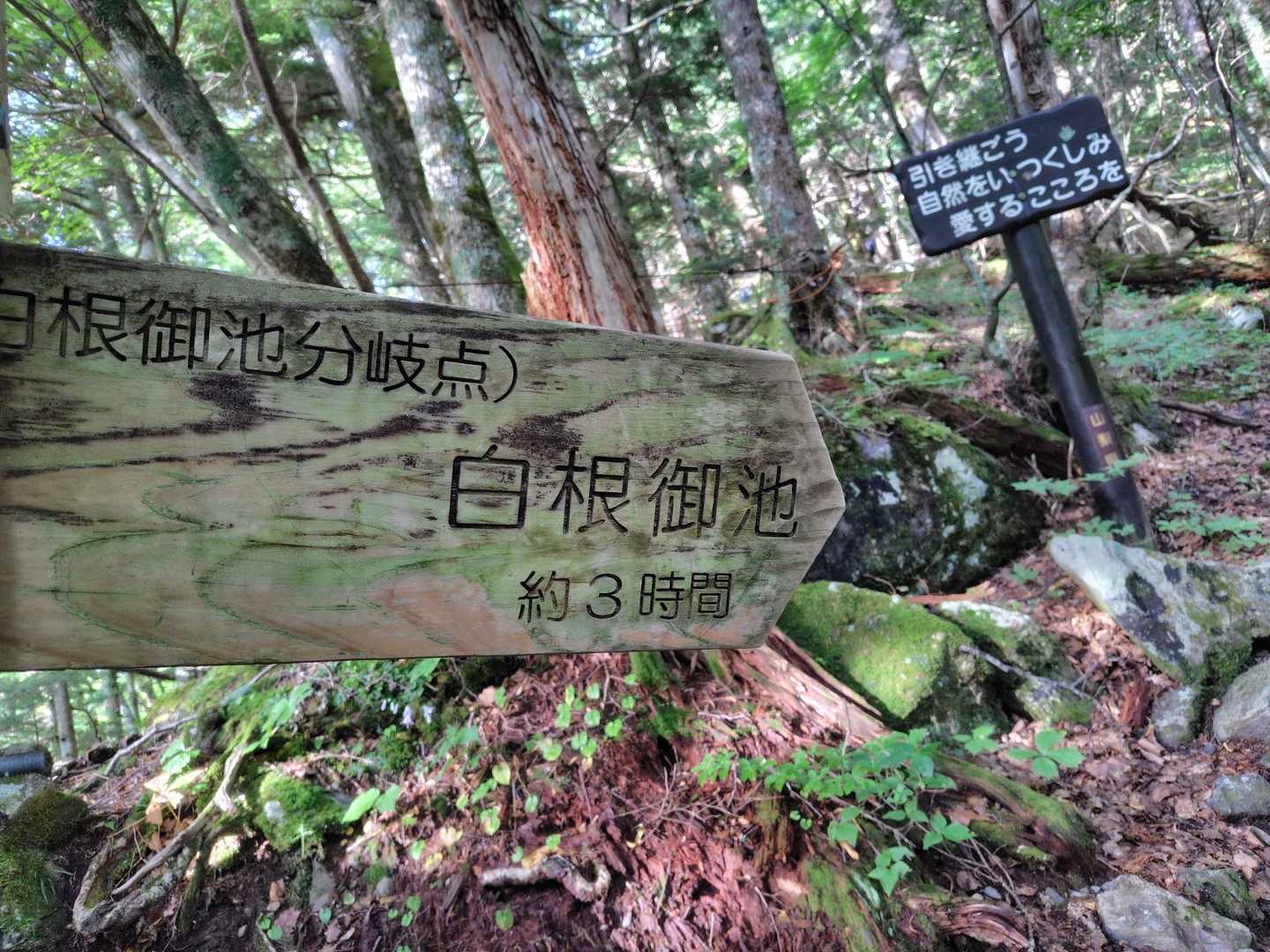 北岳を源流とする大樺沢沿いに進み午前7時03分、白根御池小屋分岐に到着💡
本来、ここから分岐している大樺沢二俣までの大樺沢ルートは崩壊箇所があり当面通行止め🚧