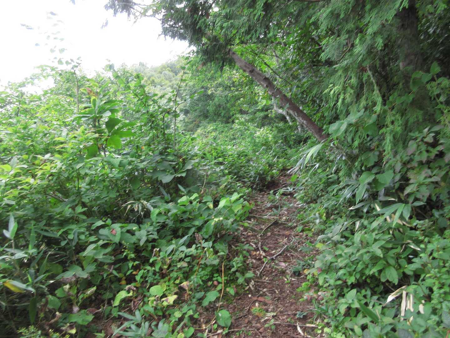 
急登を頑張って大嵐山の尾根に取りついた💦