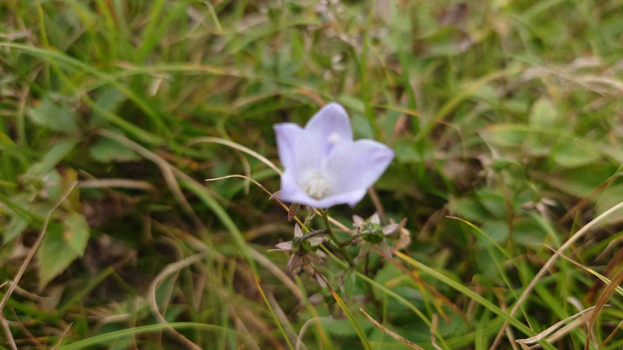 山頂にお花が咲いてました♬