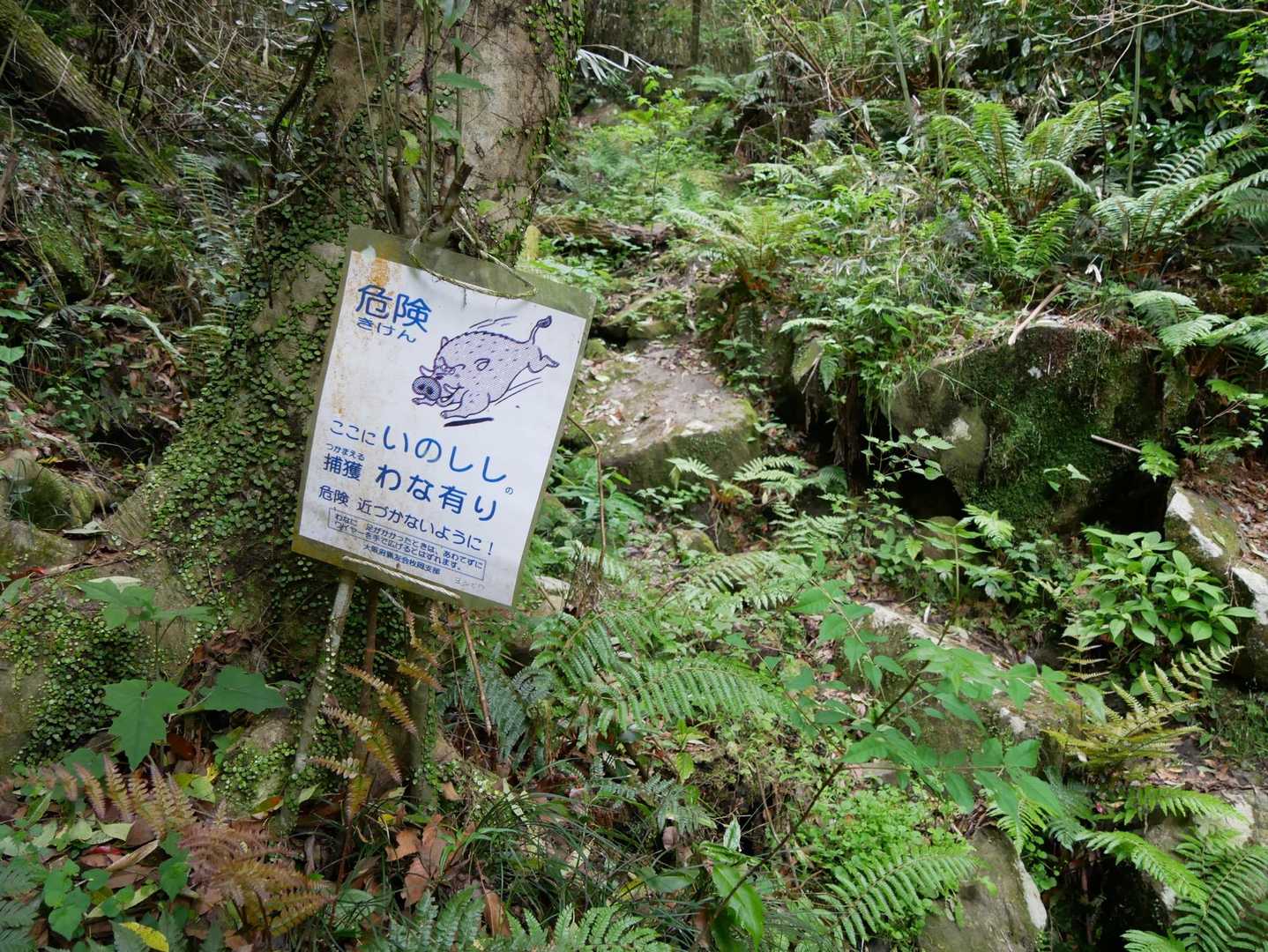 さて
いのししの罠はどこでしょうか？🪤🐗