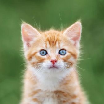 尼崎のやっさん