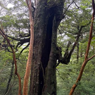 大王杉の裂け目。顔のない、闇を抱えた人に見えます👻