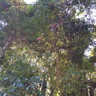 ムベの実。こちらではウンべと言います。子供の頃は食べていましたが、最近は食べる人は少ないです。