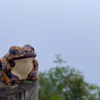 いつものお立ち台から🐸
真っ白しろ🤍