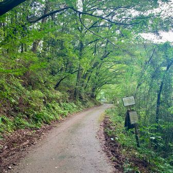 一旦、円良田湖に降りて、虎ヶ丘城址登山口まで行きます。