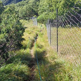 柵地帯までこればもう分岐はすぐ