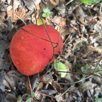 🍄