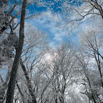 キラキラ輝く樹氷

木々が纏う粉雪の粒が

なんだか

動物のふさふさの毛みたいで