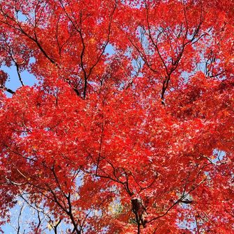 飯能中央公園の紅葉