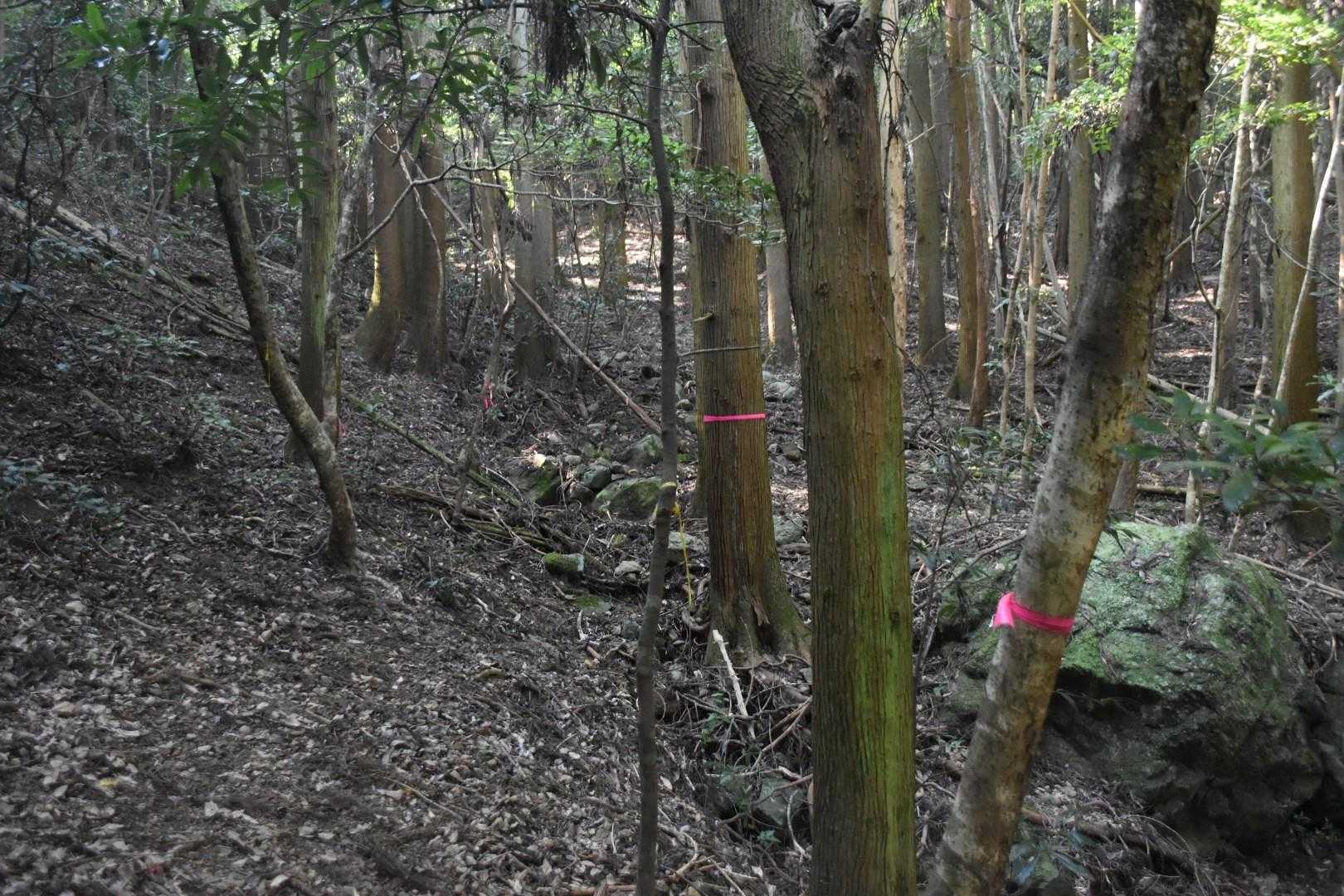 この山もクモの巣🕸️祭り😵。

あまりにも多く頭で突き破ったので、途中からもうどうでもよくなる。