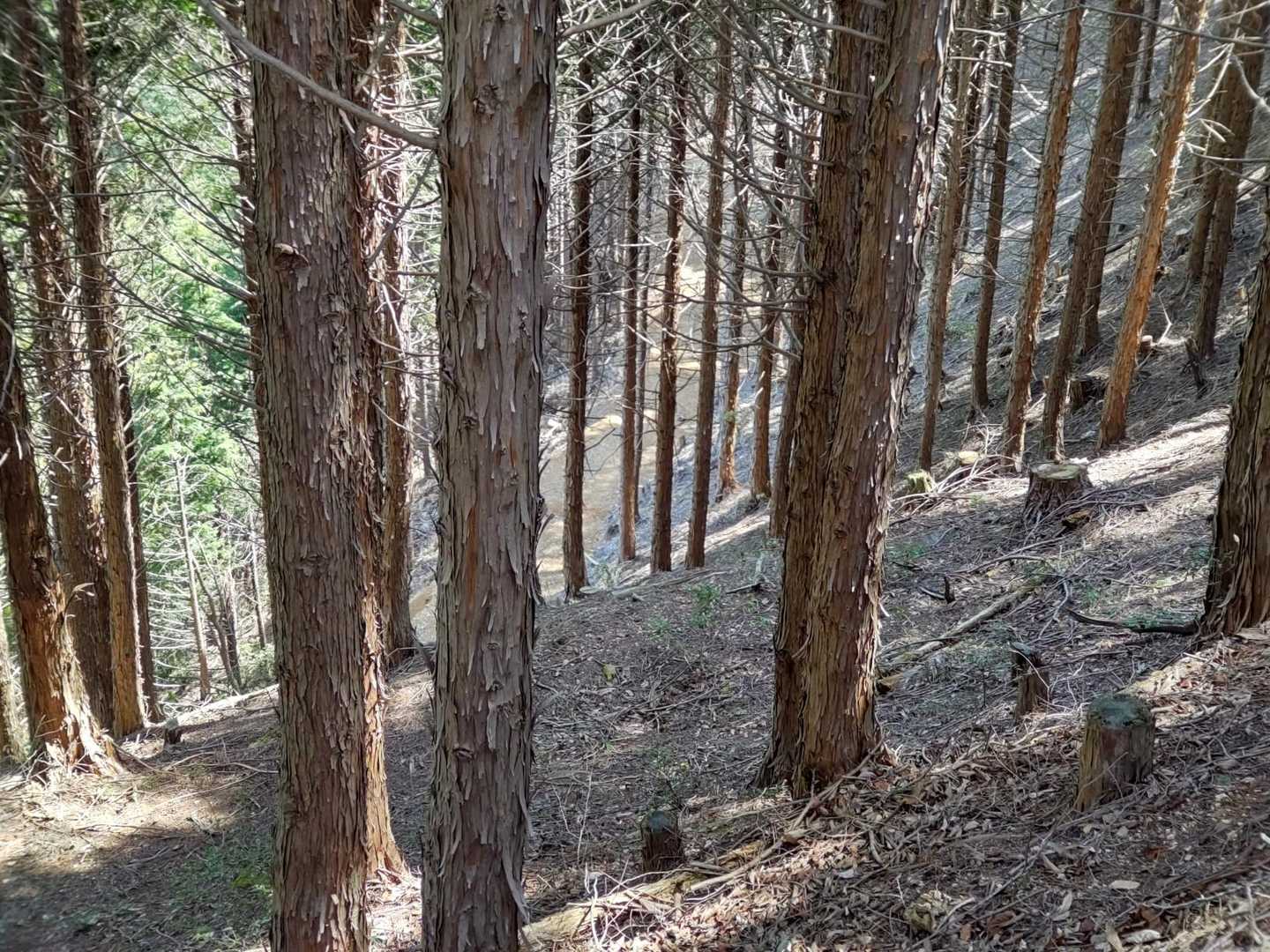 さて峠に戻る。よく見れば直ぐ下に林道が…