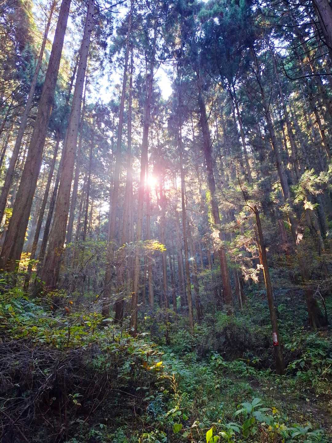 蜂に刺されることなく下山～