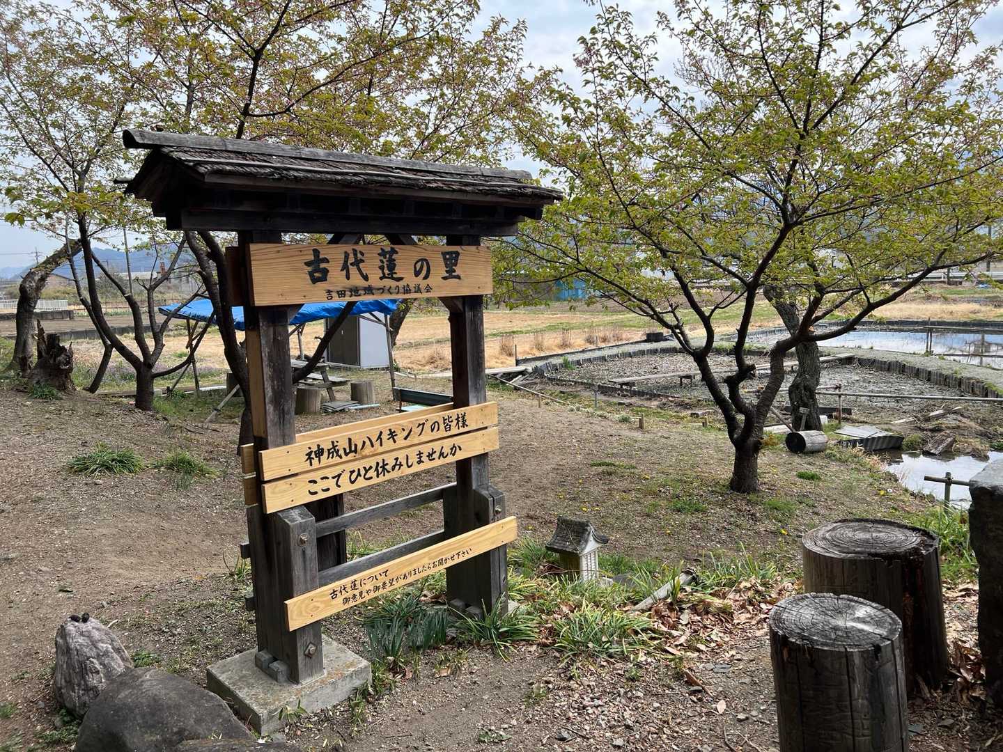 古代蓮の里に寄り道
蓮はまだ咲いてないの