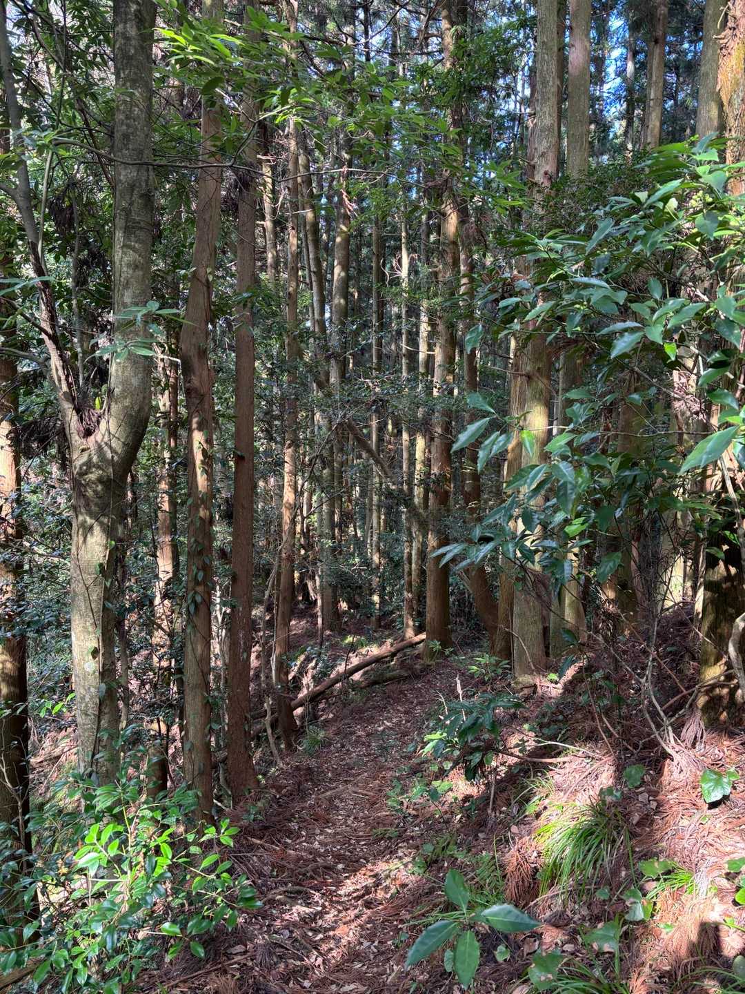 やっぱり好きだなぁ
九千部山⛰️