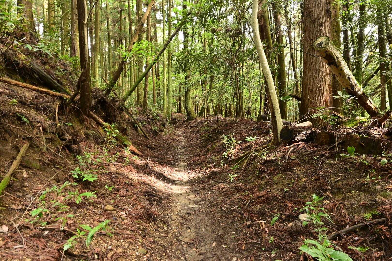 みわ一歩桜-高宮山-小鷹城山-小鷹城山登山口 周回コースの写真