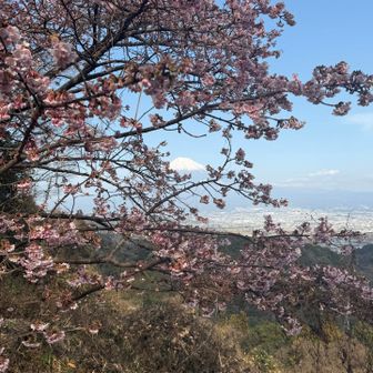 河津桜ですかねー
桜と富士山