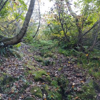 登山道の大半はこんな感じ
苔むした、もののけ姫の森
とても歩きやすく靴が汚れない😊