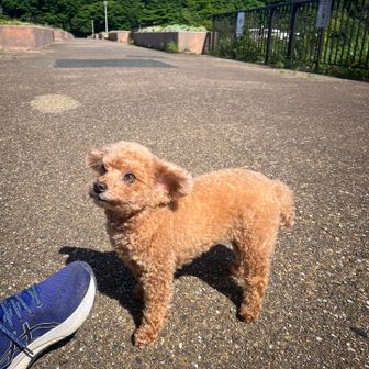 五井山・宮路山・御堂山 お散歩中のかわいいワンちゃん🐶