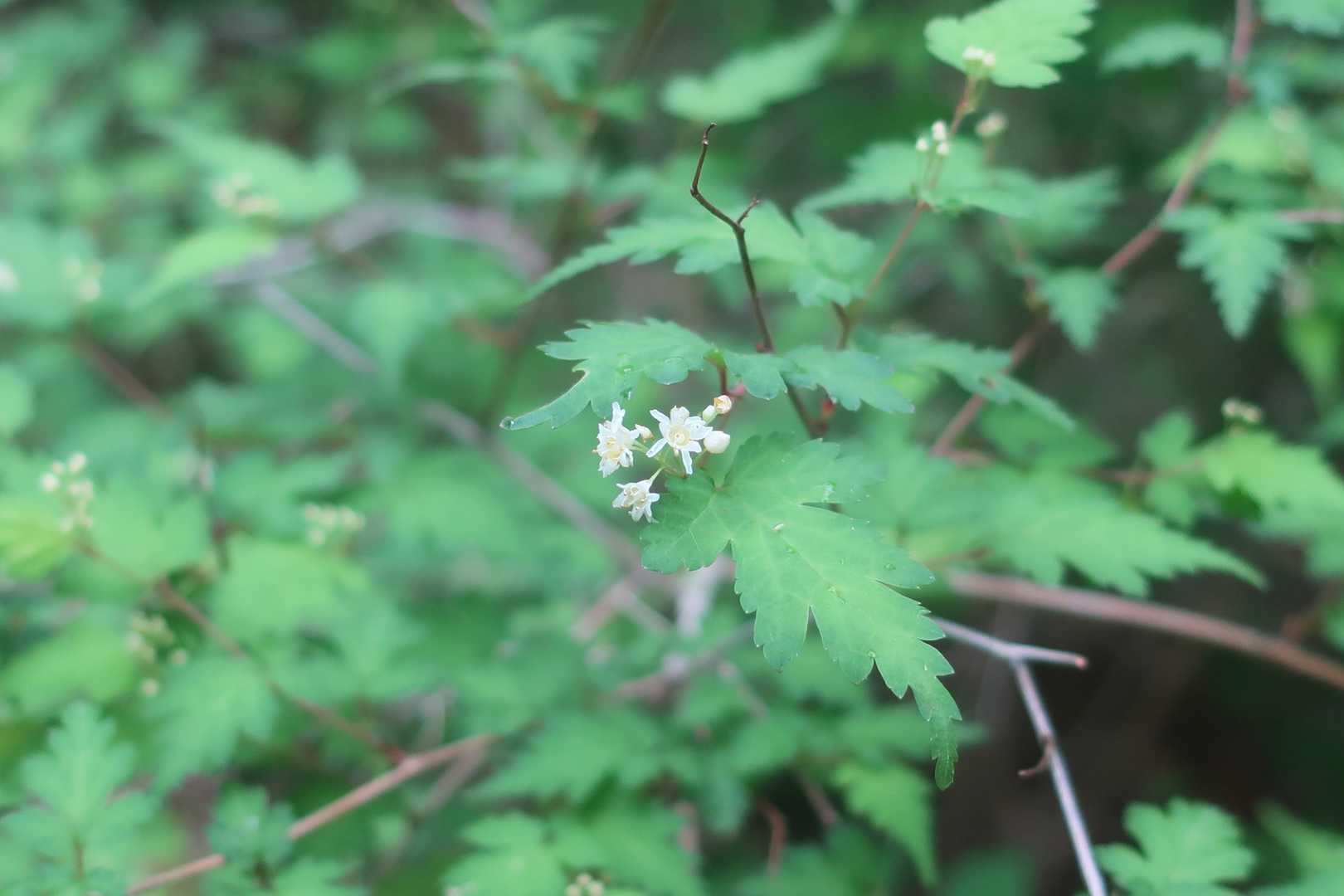 コゴメウツギ。
2021年に杓子山に登った時に見つけて可愛いと思った花ですがこんなに近くでも見ることが出来ました。