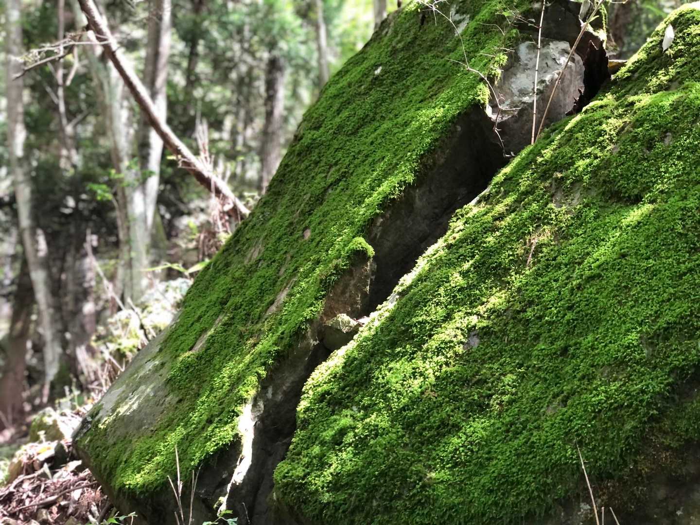 おお！大きな苔の岩！苔の壁！