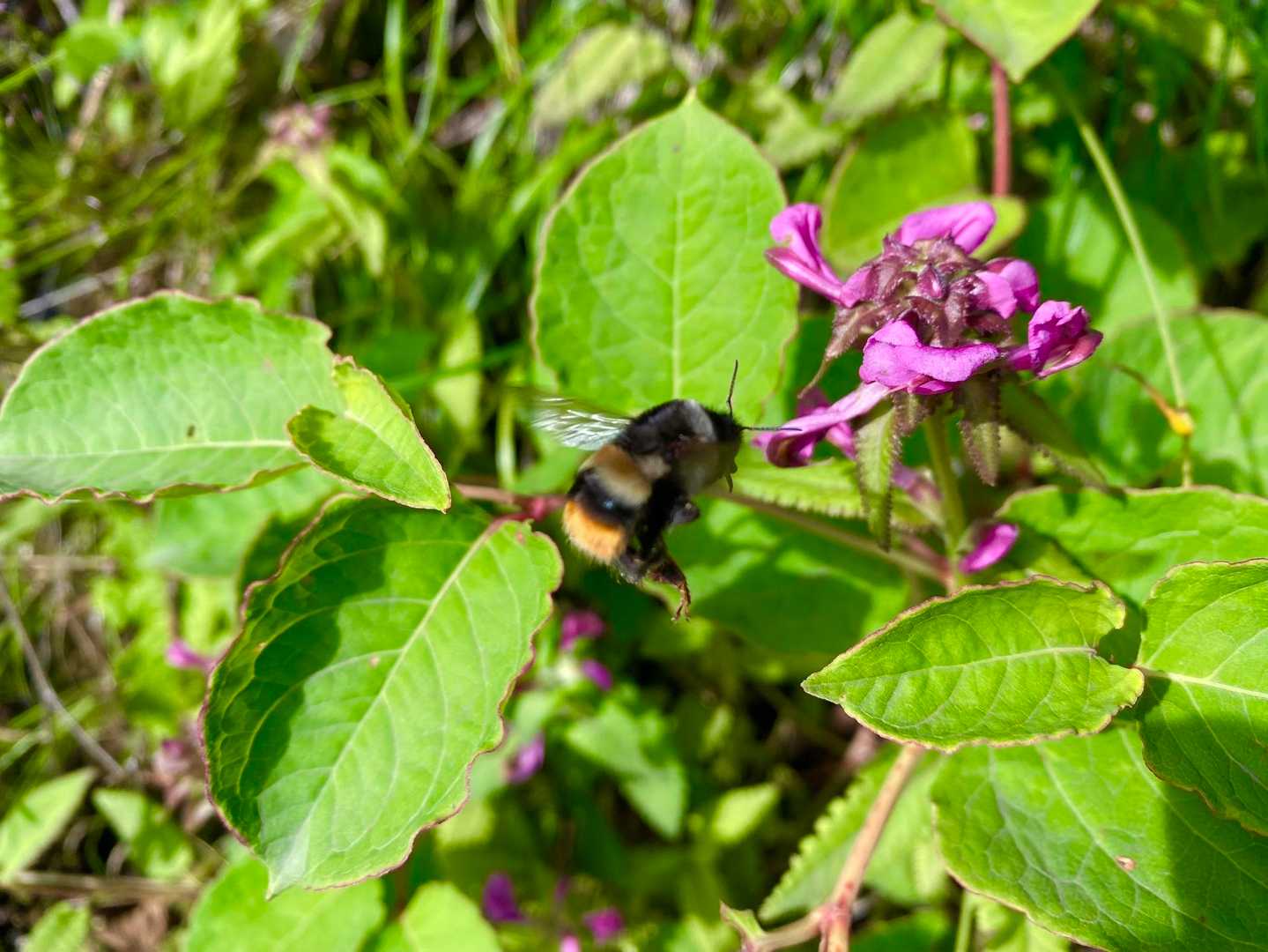 💕
またしても虫さん🐝