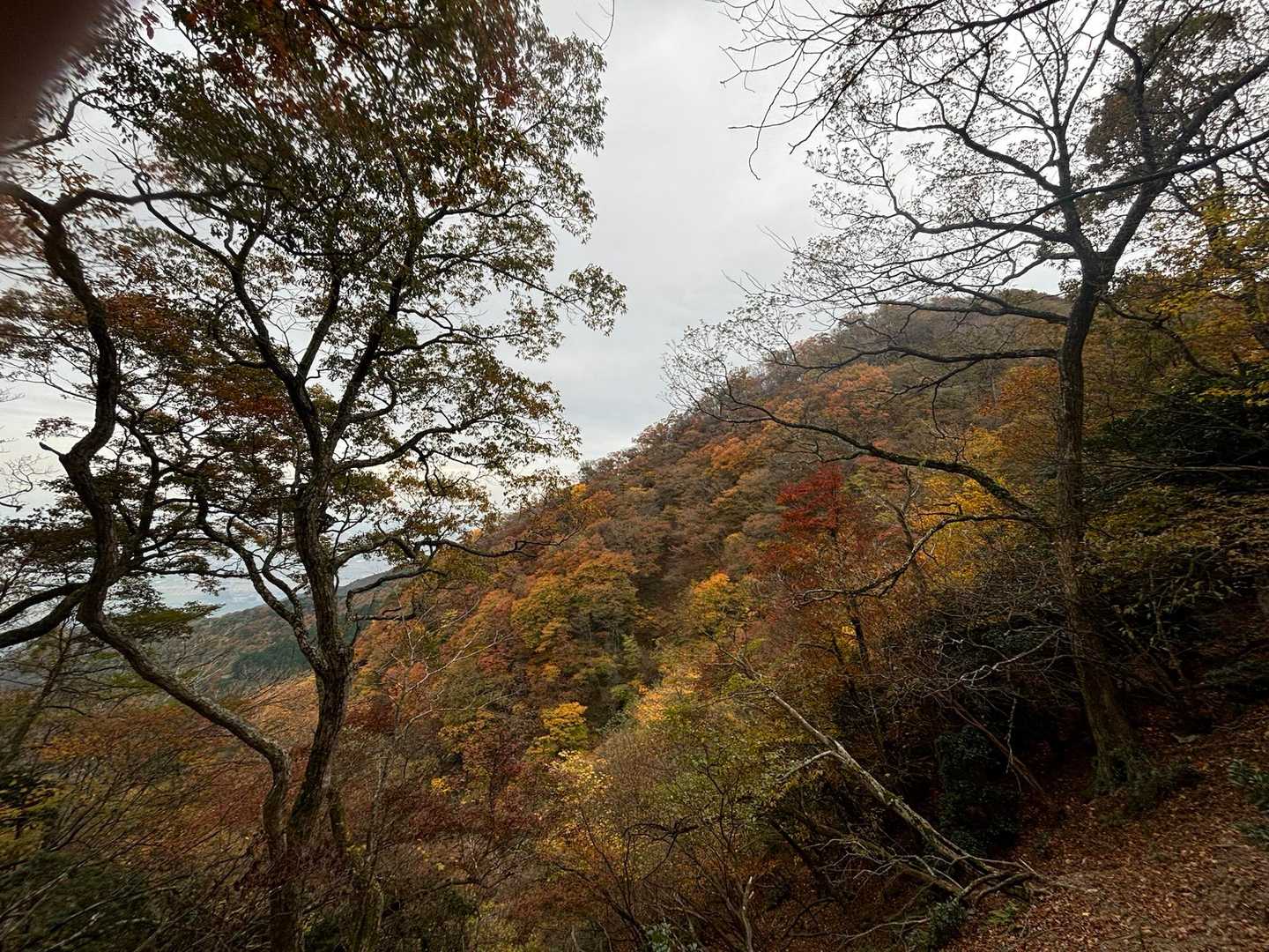 三方山-小倉山-養老山-北尾根P826峰 周回コースの写真