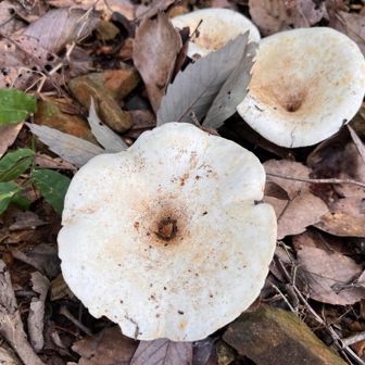 行ってきま〜す♪

登り始めてすぐきのこ祭り🍄😅