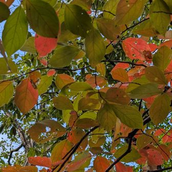 ここは紅葉してる