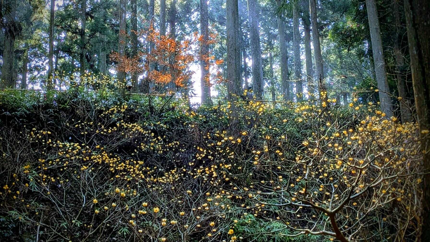伊勢地出張所前バス停-石名原登山道入口-笹峠-学能堂山-杉 周回コースの写真