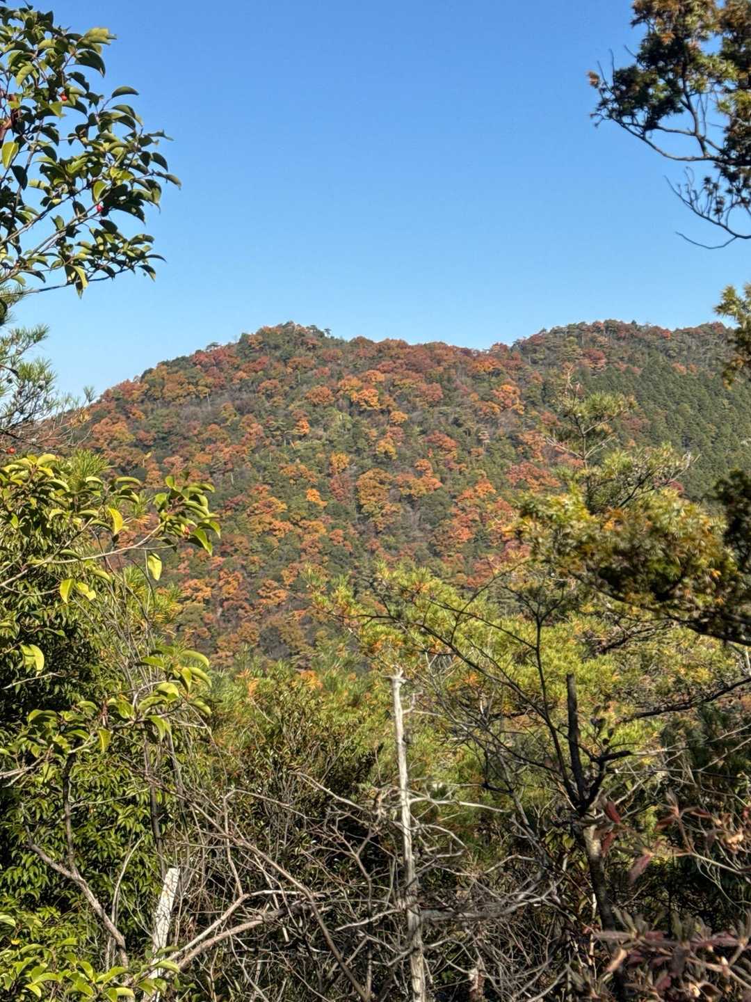 紅葉